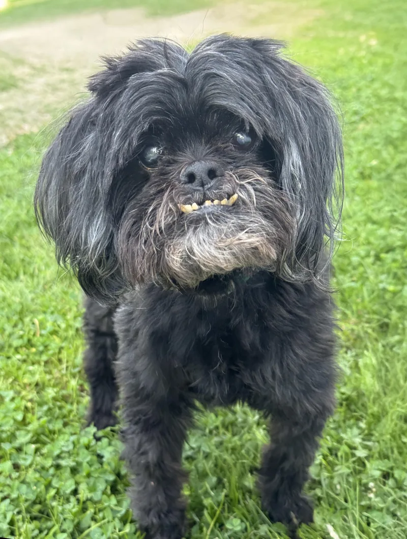 An adult small-sized female Black Shih Tzu dog named Sophie for adoption in Anderson, IN