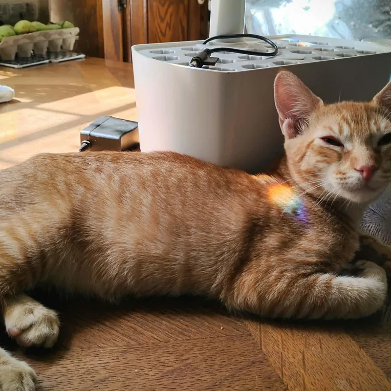 Linus