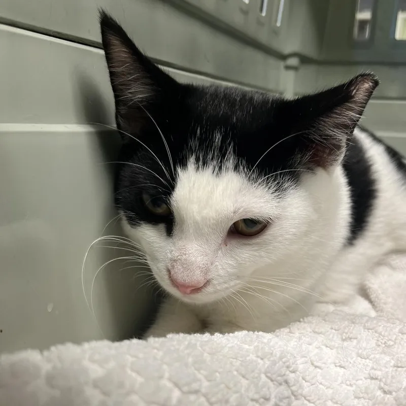 A baby medium-sized male Black Domestic Short Hair cat named Rightie for adoption in Mount Juliet, TN