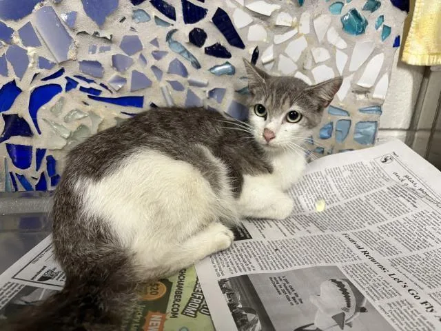 A young medium-sized female Domestic Short Hair cat named Tilly for adoption in Pensacola, FL