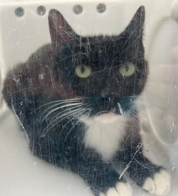 An adult medium-sized female Domestic Short Hair cat named Cheese Puff for adoption in Staten Island, NY