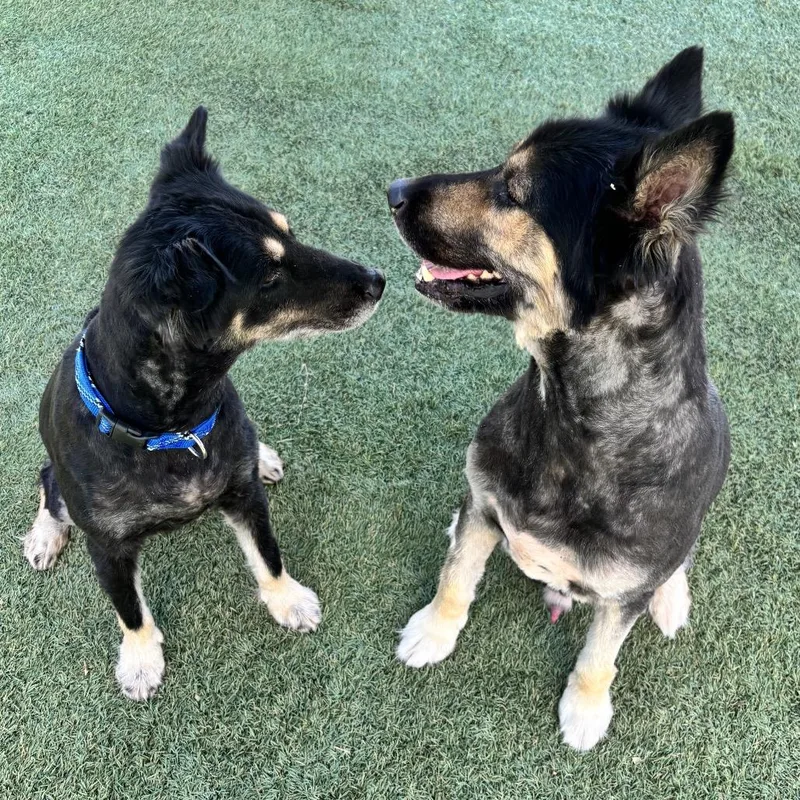 A senior large-sized male Black German Shepherd Dog dog named Levi for adoption in Kanab, UT