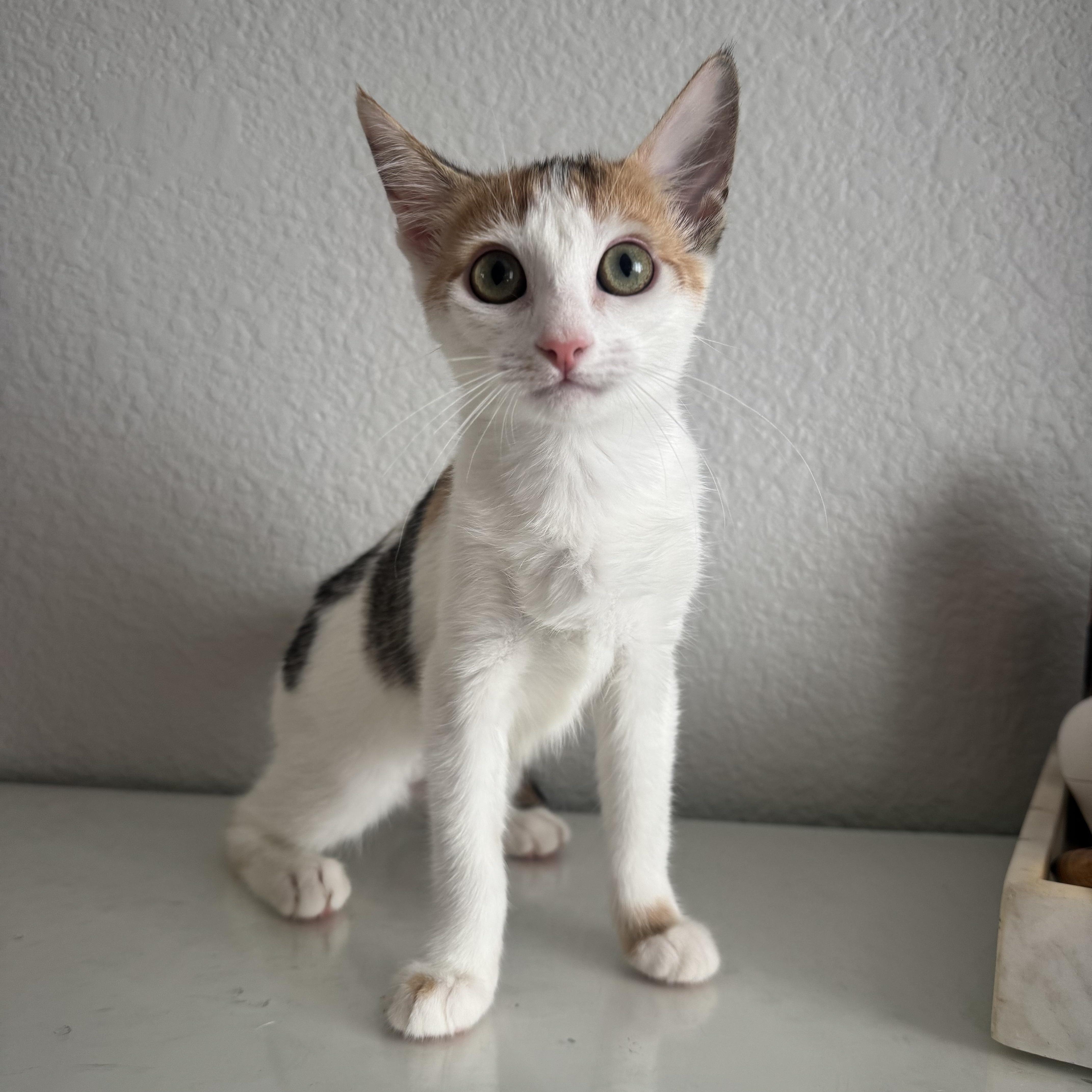 Cinnamon