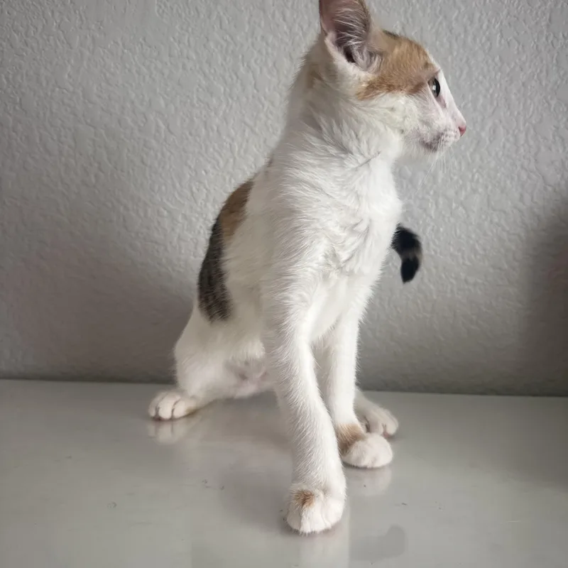 Cinnamon thumbnail 2