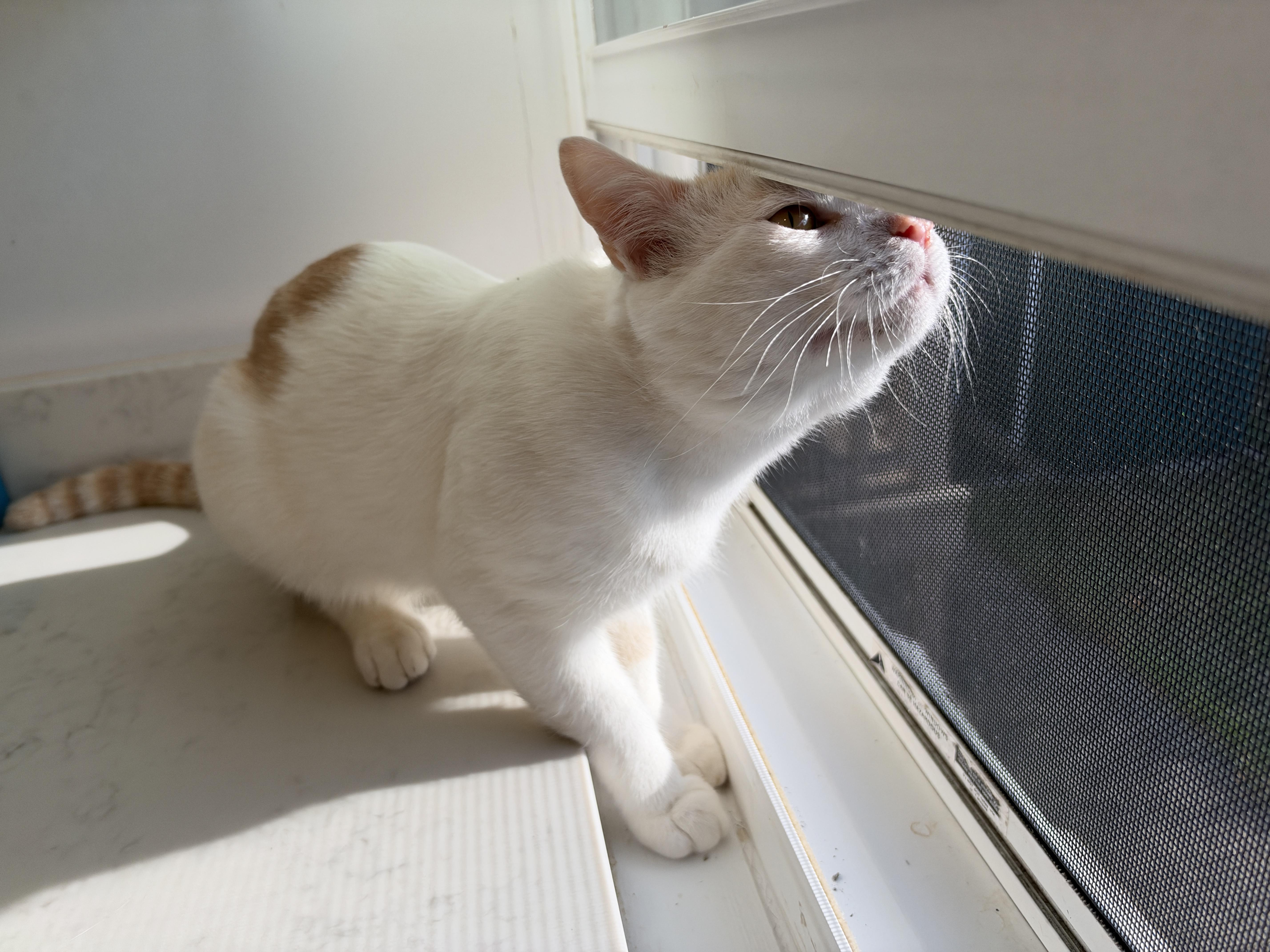 An adult medium-sized male American Shorthair cat named Oliver for adoption in Hull, MA