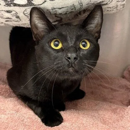 A young medium-sized male Domestic Short Hair cat named Lando for adoption in Oakland, CA