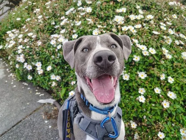 Apollo