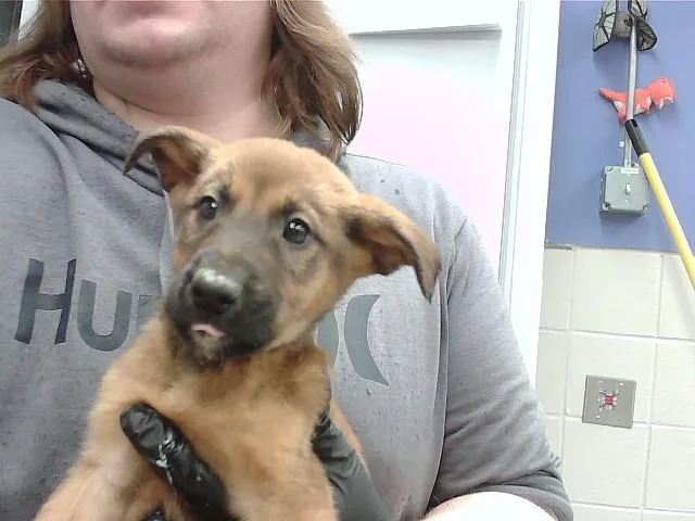 A baby small-sized male German Shepherd Dog dog named Cappuccino for adoption in Omaha, NE