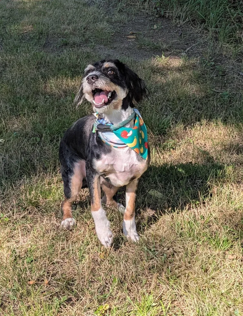 A young medium-sized male Tricolor (Brown, Black, & White) Bernadoodle dog named Donkey Kong for adoption in Brockton, MA