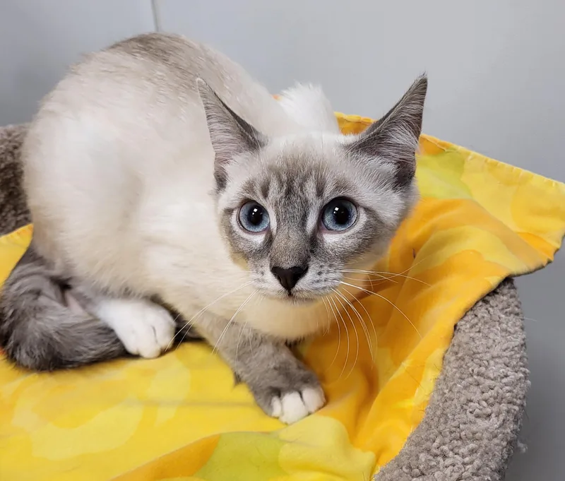 Blue Jay thumbnail 2