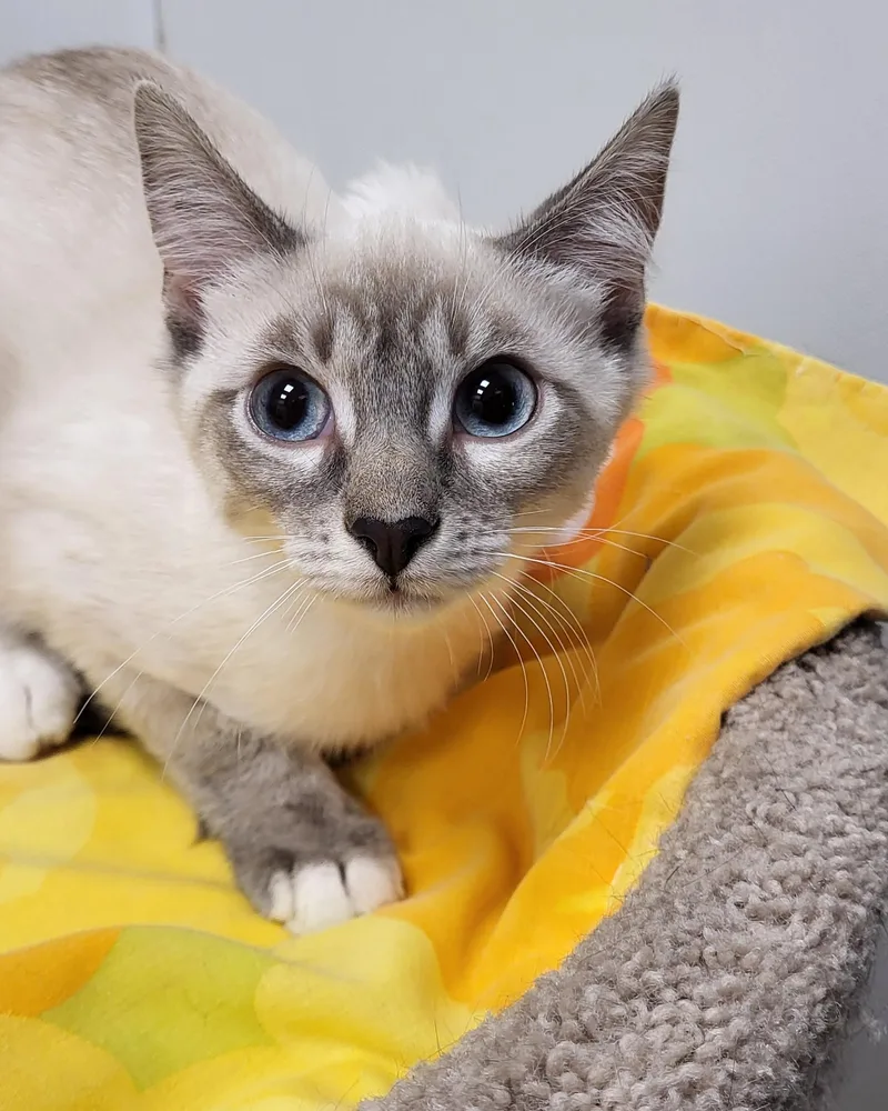 Blue Jay thumbnail 3