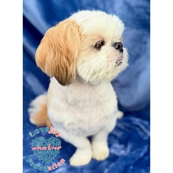 A young small-sized male White / Cream Shih Tzu dog named Toby Mcguire for adoption in Inglewood, CA