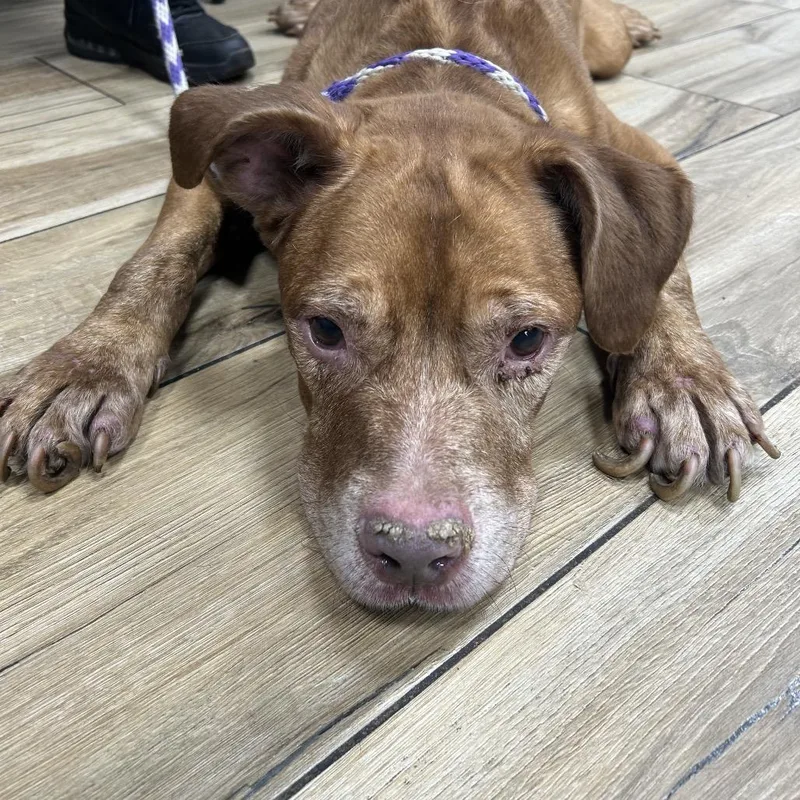 A senior medium-sized male Red / Chestnut / Orange Pit Bull Terrier dog named Mellow for adoption in Newark, NJ