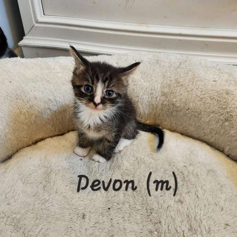 Devon thumbnail 4