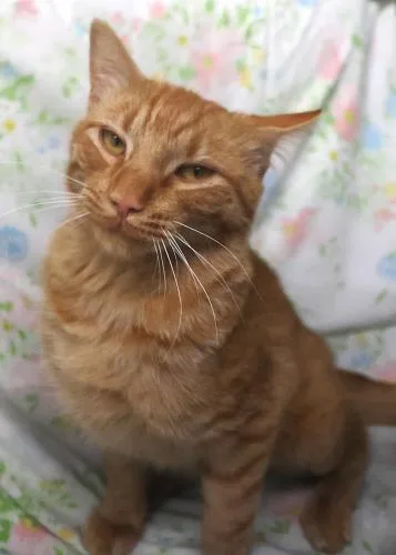 An adult medium-sized male Orange / Red Domestic Short Hair cat named Jester for adoption in Thief River Falls, MN