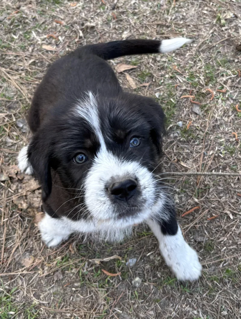 A baby small-sized male Labrador Retriever dog named Rigatoni for adoption in Westport, CT