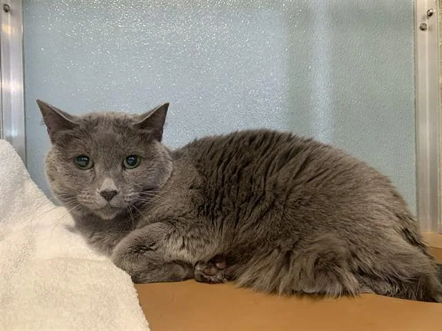 An adult small-sized female Domestic Short Hair cat named Tuna for adoption in Westminster, MD