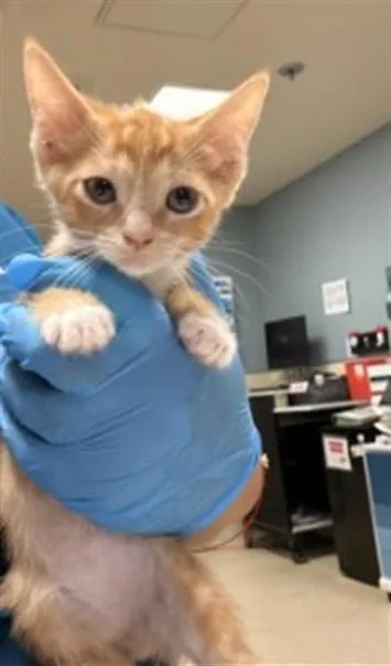 A baby small-sized male Domestic Short Hair cat named Bruiser for adoption in Riverside, CA