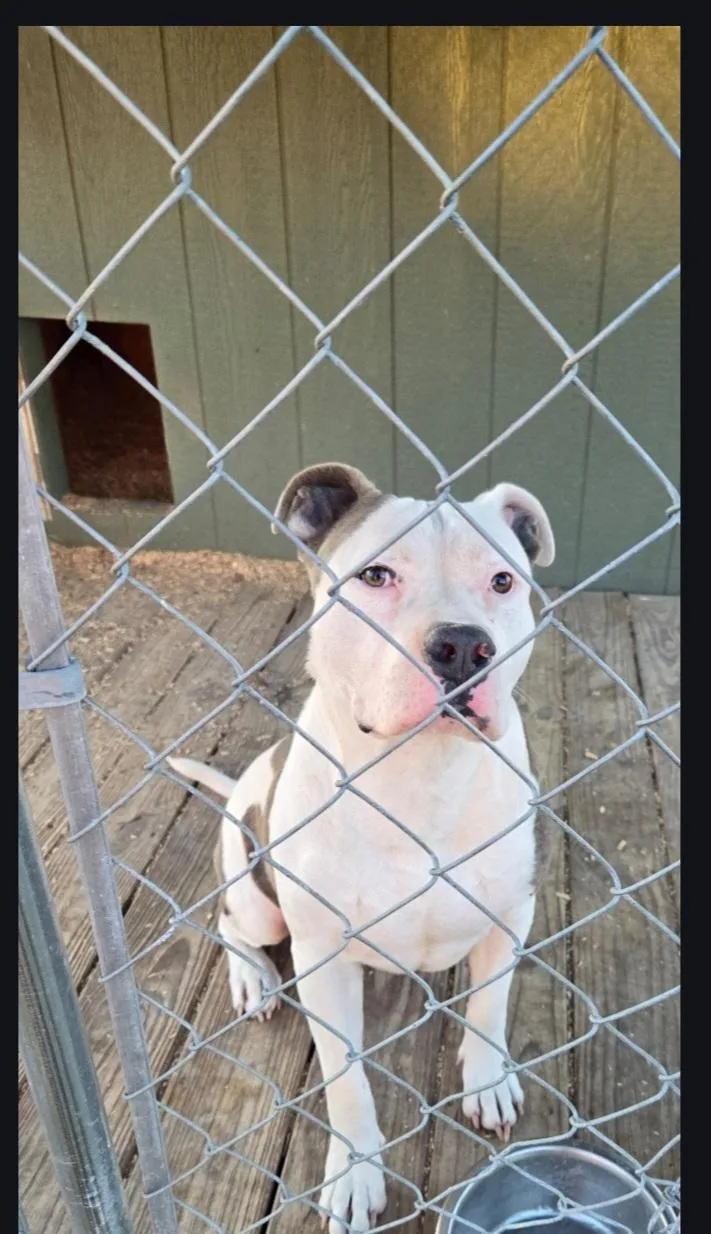 A young large-sized male American Bulldog dog named Ethan for adoption in Plano, TX