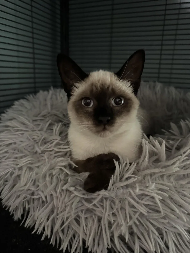 A baby medium-sized female Siamese cat named Tiana for adoption in Los Alamitos, CA