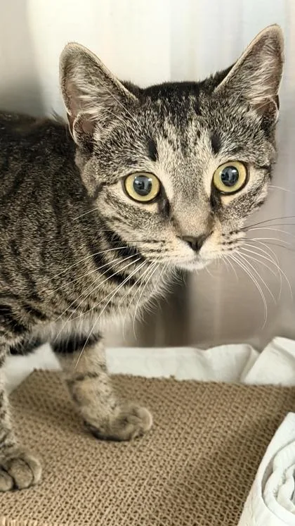 An adult small-sized female Domestic Short Hair cat named Chessie for adoption in Fairfax, VA