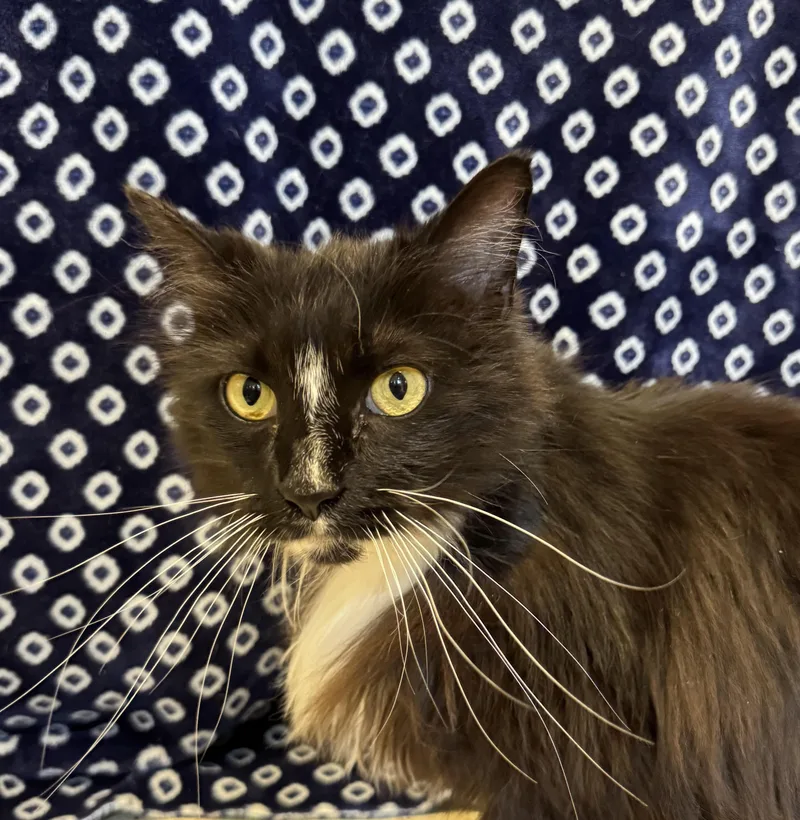 An adult medium-sized female Black & White / Tuxedo Domestic Long Hair cat named Zena for adoption in Amery, WI