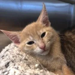 A baby small-sized male Buff / Tan / Fawn Domestic Short Hair cat named NCI Times New Roman for adoption in Port Washington, NY