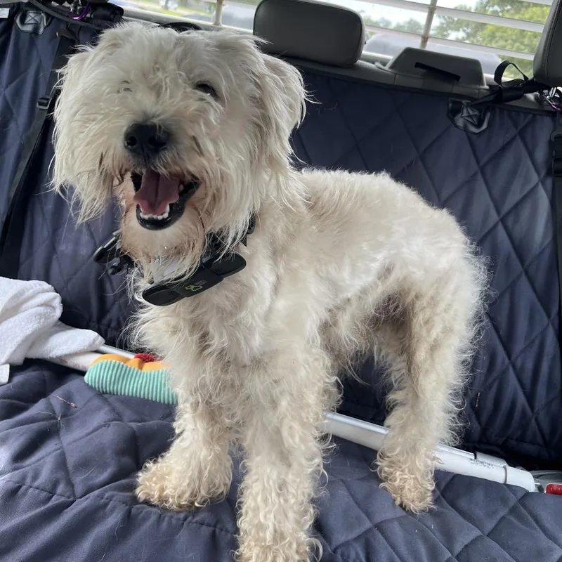 An adult small-sized male White / Cream Miniature Schnauzer dog named Froggy for adoption in Lake Jackson, TX