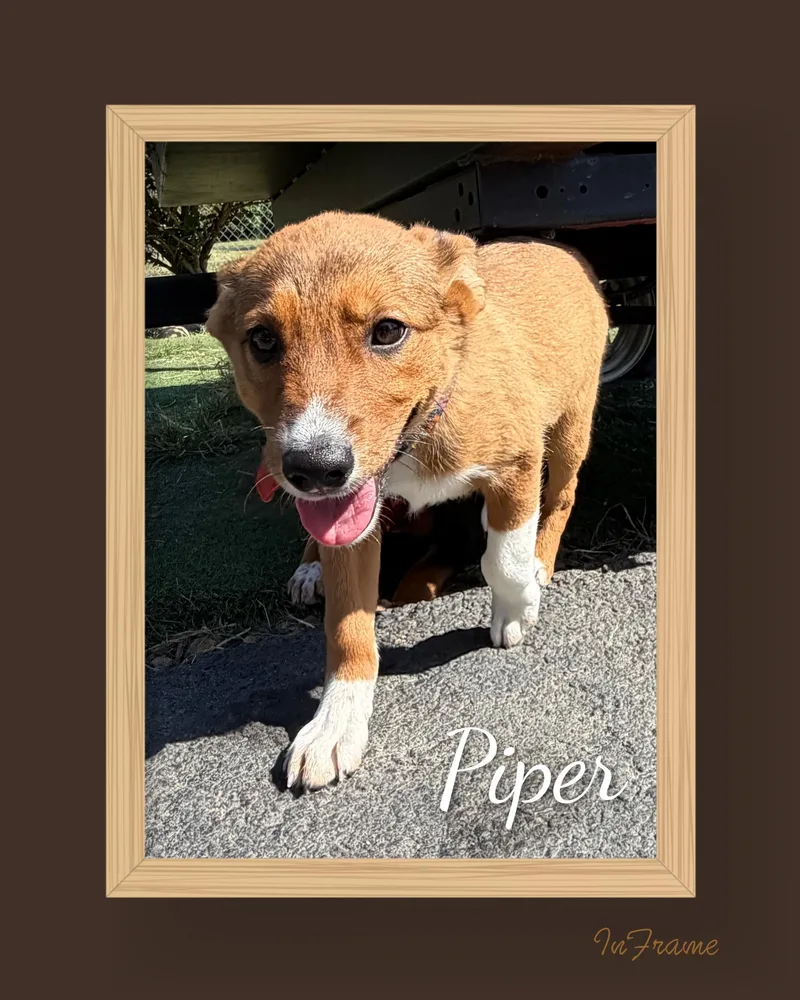 A baby small-sized female Black Mixed Breed dog named Piper for adoption in Fredericksburg, VA
