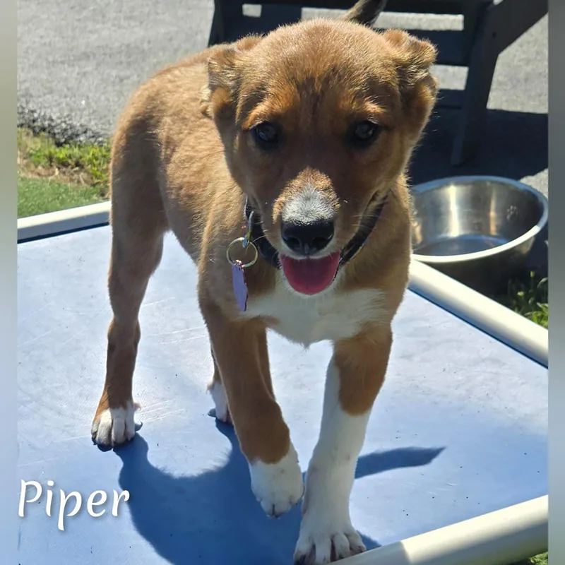 Piper thumbnail 2