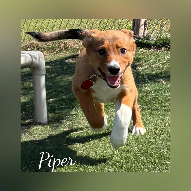 Piper thumbnail 3