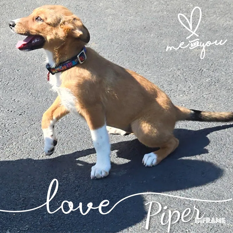 Piper thumbnail 4