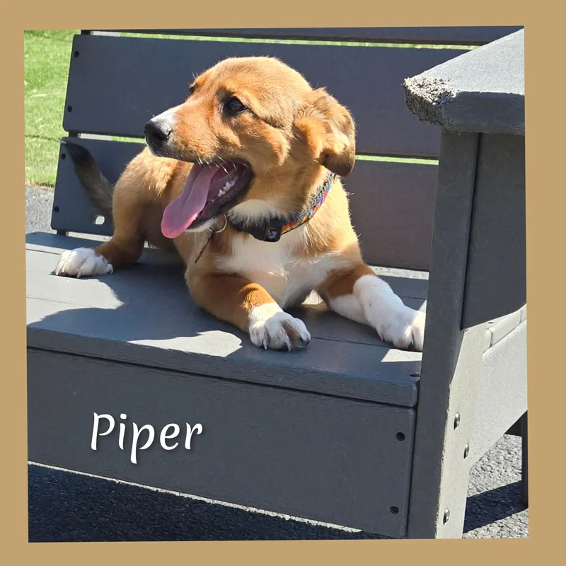 Piper thumbnail 5