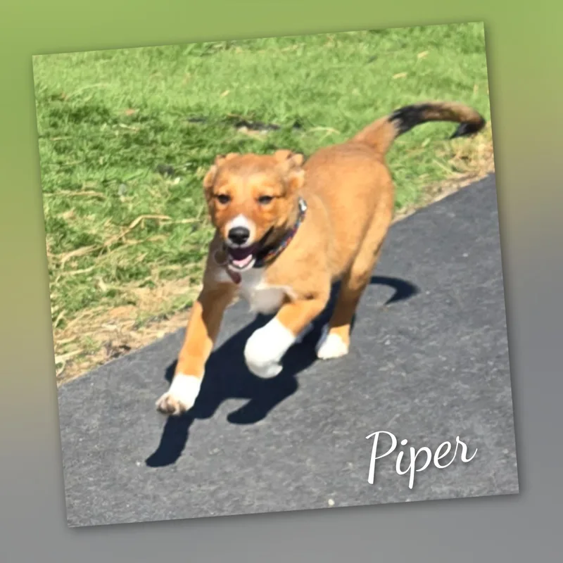 Piper thumbnail 6