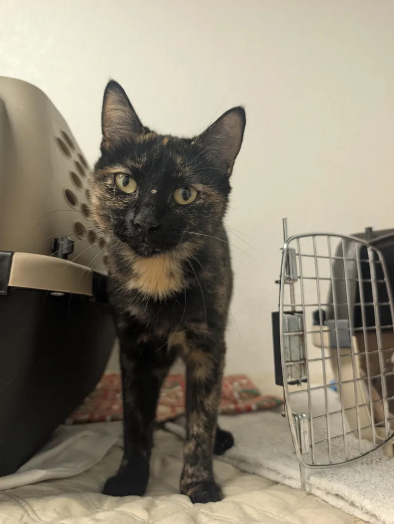 A young medium-sized female Tortoiseshell Domestic Short Hair cat named Saffron for adoption in Palm Harbor, FL