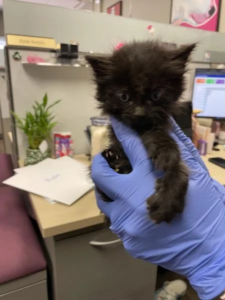 A baby medium-sized female American Shorthair cat named Pita for adoption in Victorville, CA