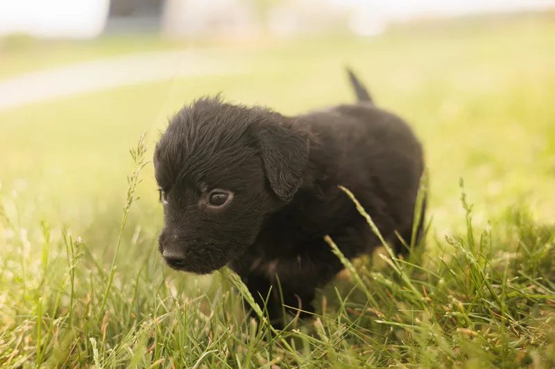 A baby medium-sized male Black Goldendoodle dog named Gus  Transport for adoption in Gradyville, KY