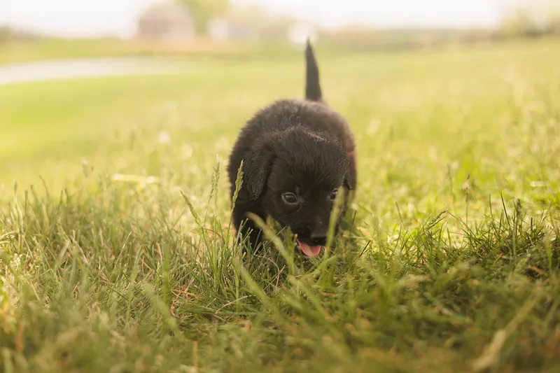 Gus  Transport thumbnail 3