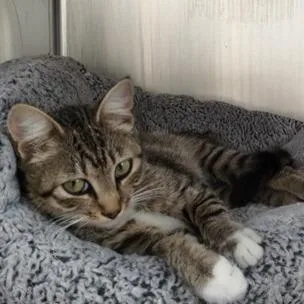 An adult medium-sized female Brown / Chocolate Domestic Short Hair cat named Viola for adoption in Fairfax Station, VA