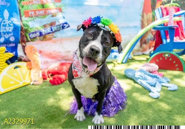 An adult large-sized female Mixed Breed dog named Mae for adoption in West Palm Beach, FL