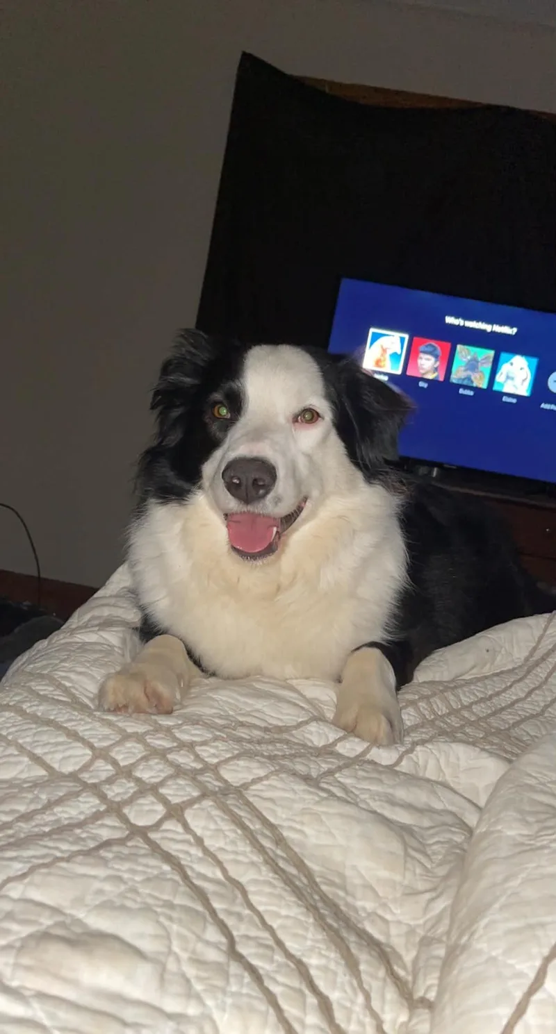 An adult medium-sized male Australian Shepherd dog named Oakley for adoption in Chuckey, TN