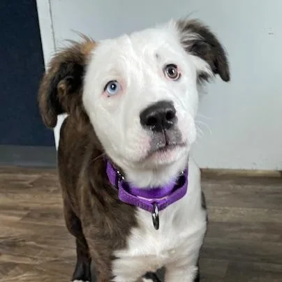 A baby medium-sized female White / Cream Husky dog named Dormi for adoption in Honesdale, PA