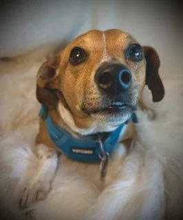 An adult medium-sized male Dachshund dog named Rader for adoption in Pleasanton, TX