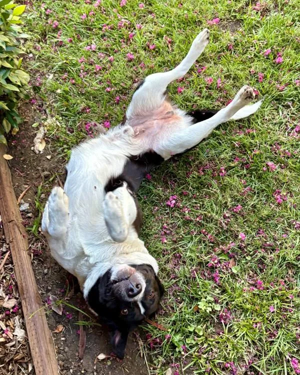 An adult large-sized male Pit Bull Terrier dog named Cabo for adoption in Novato, CA