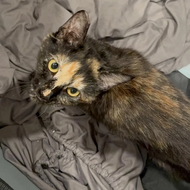 A baby small-sized female Tortoiseshell Domestic Short Hair cat named Tracey for adoption in Los Angeles, CA