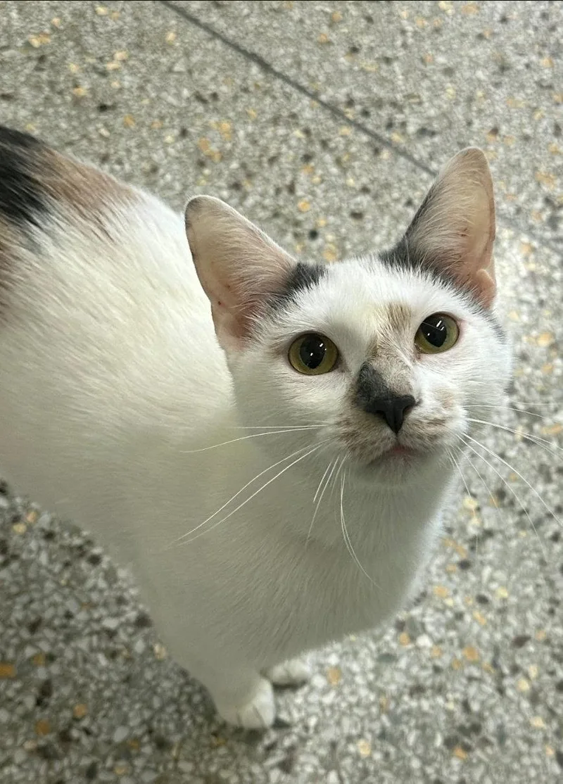 An adult medium-sized female Domestic Short Hair cat named Katana for adoption in Williamsburg, IA