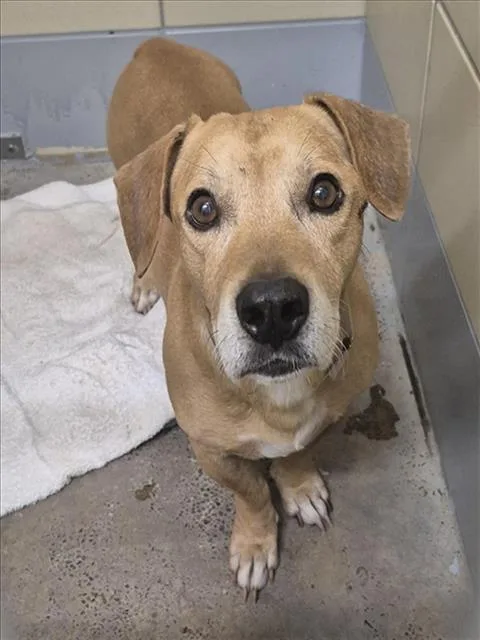 An adult medium-sized male Dachshund dog named Harry for adoption in Houston, TX