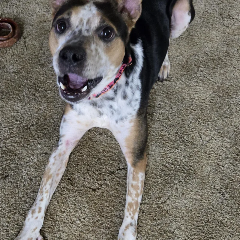 Grilled Portabella "bell" thumbnail 2