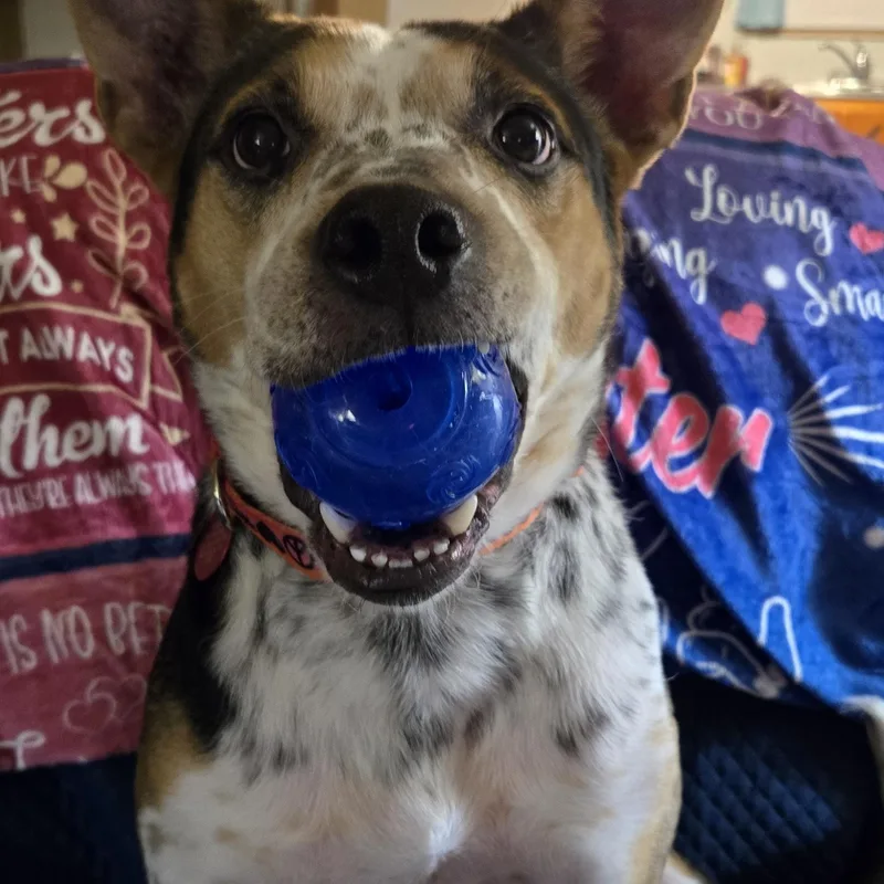 Grilled Portabella "bell" thumbnail 3