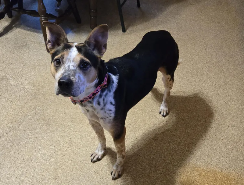 Grilled Portabella "bell" thumbnail 5